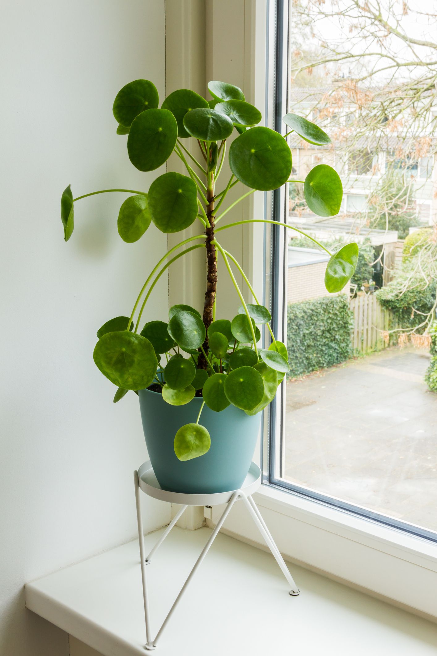 pilea peperomioides em janela