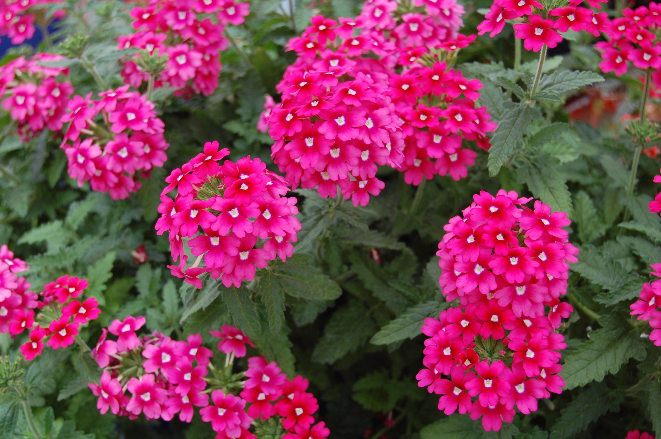 planta verbena