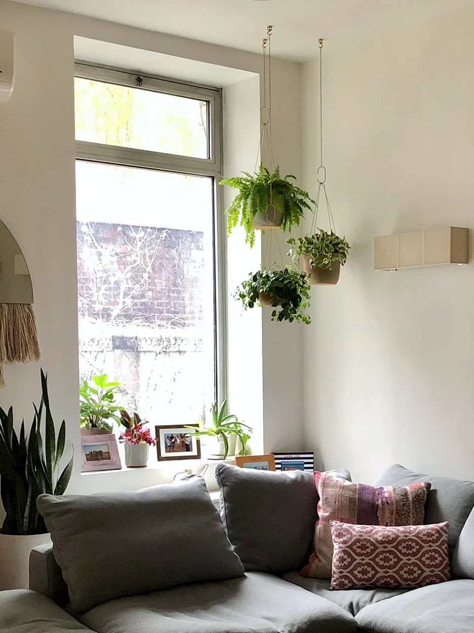 plantas pendentes em sala de estar