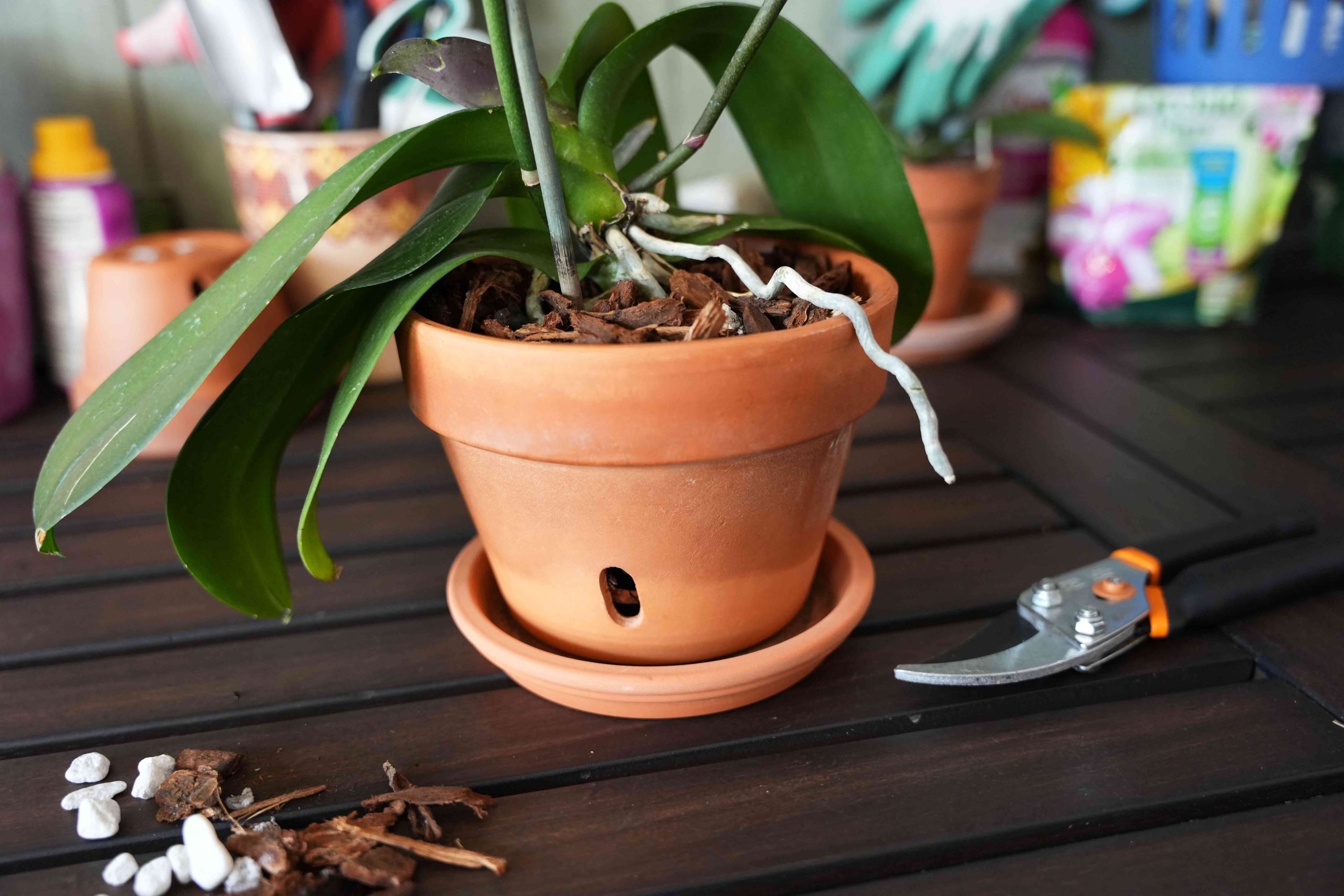 vaso com orifícios extras para orquídea com raízes aéreas