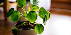 vaso com pilea peperomioides