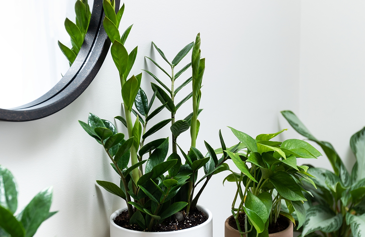 vaso de zamioculca perto de outras plantas