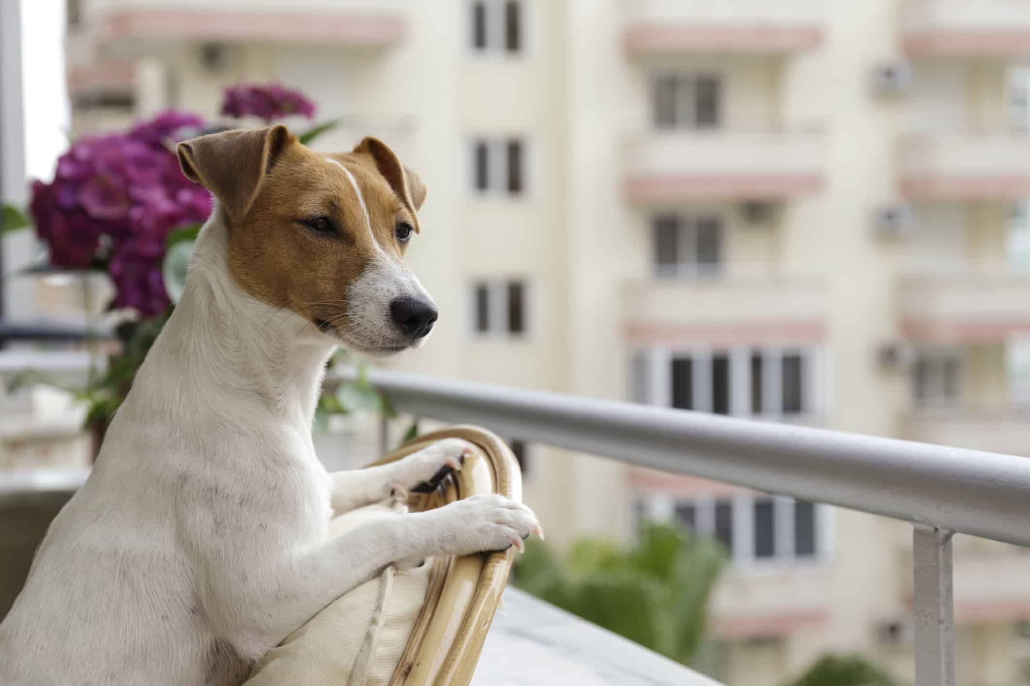 cachorro em varanda