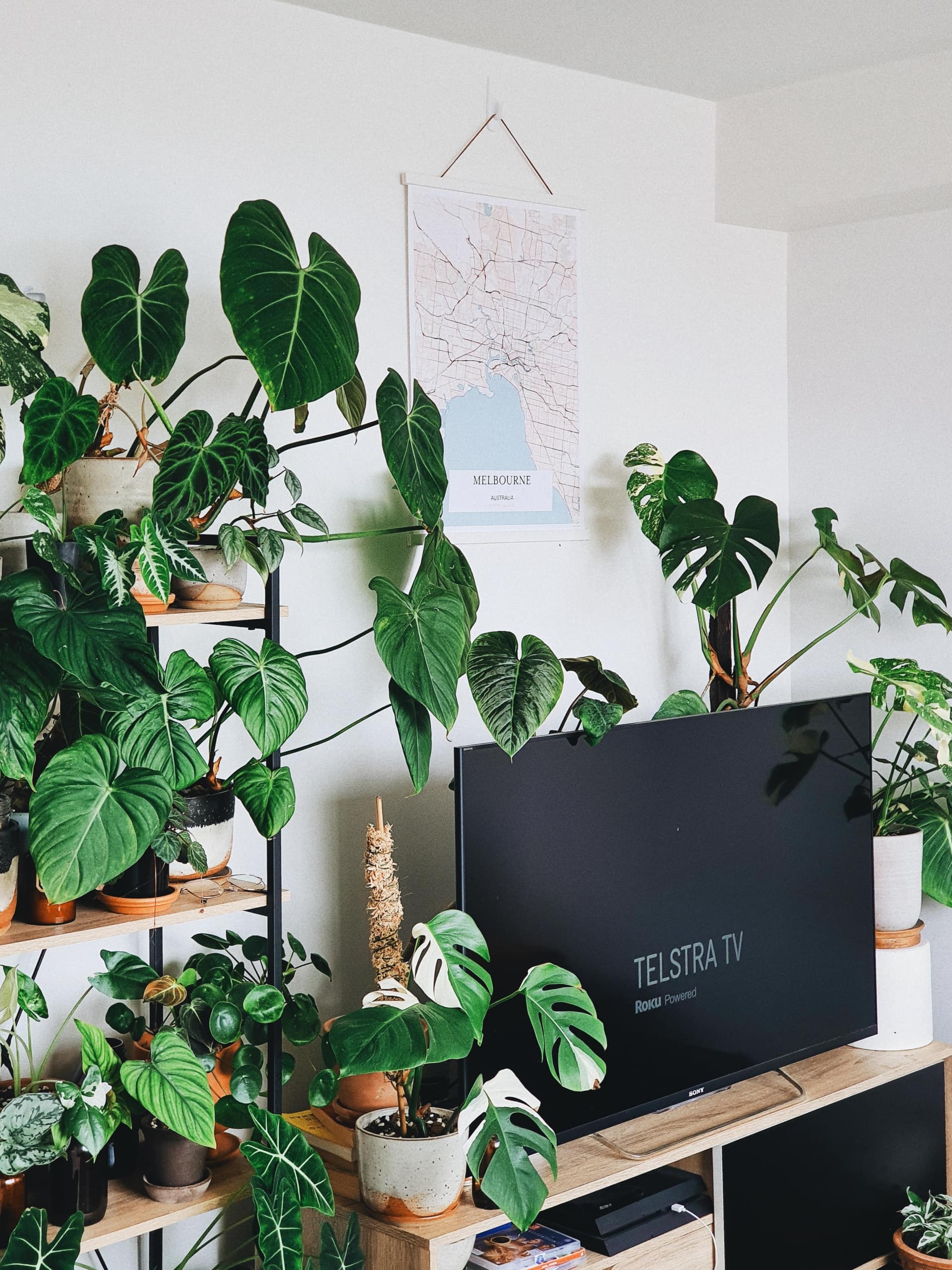 espaço ao redor da TV decorado com plantas