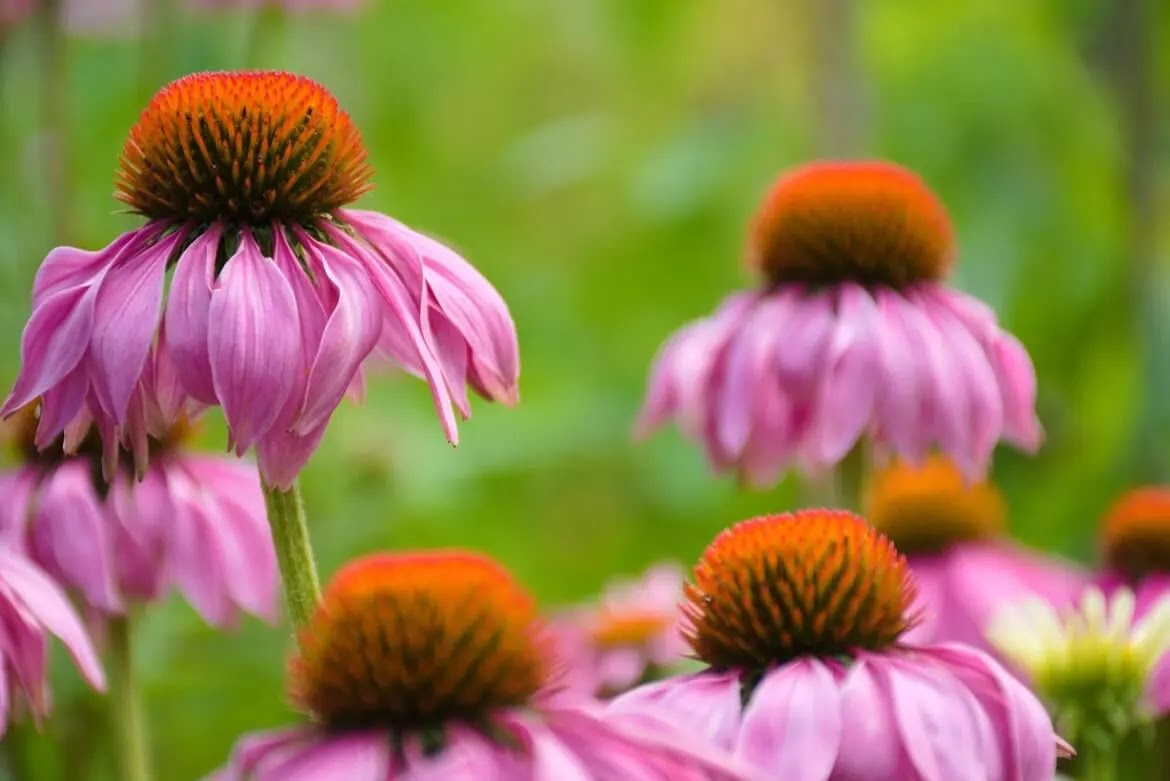 flor-de-cone