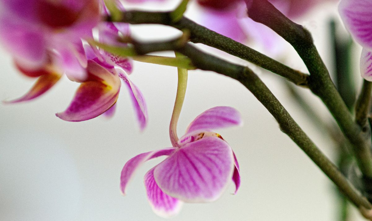 flores rosas de orquídea