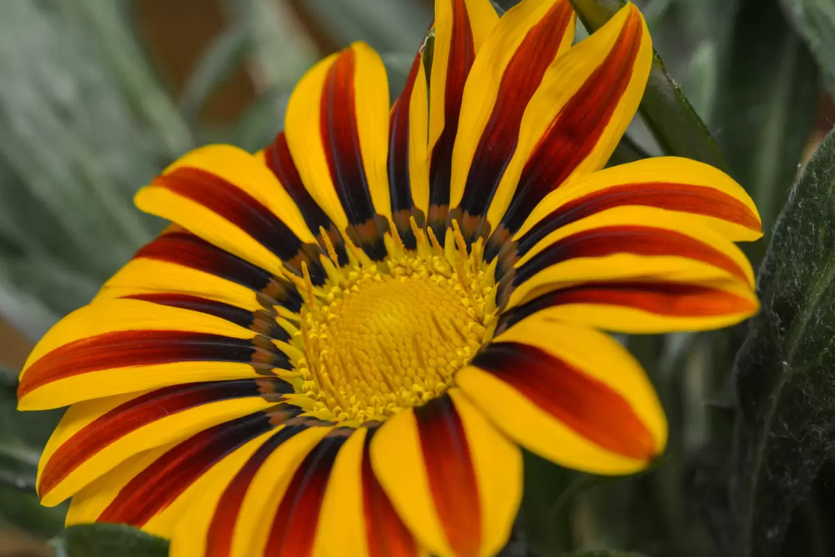 gazânia como cultivar (Imagem: Reprodução/ Portal Vida Livre)