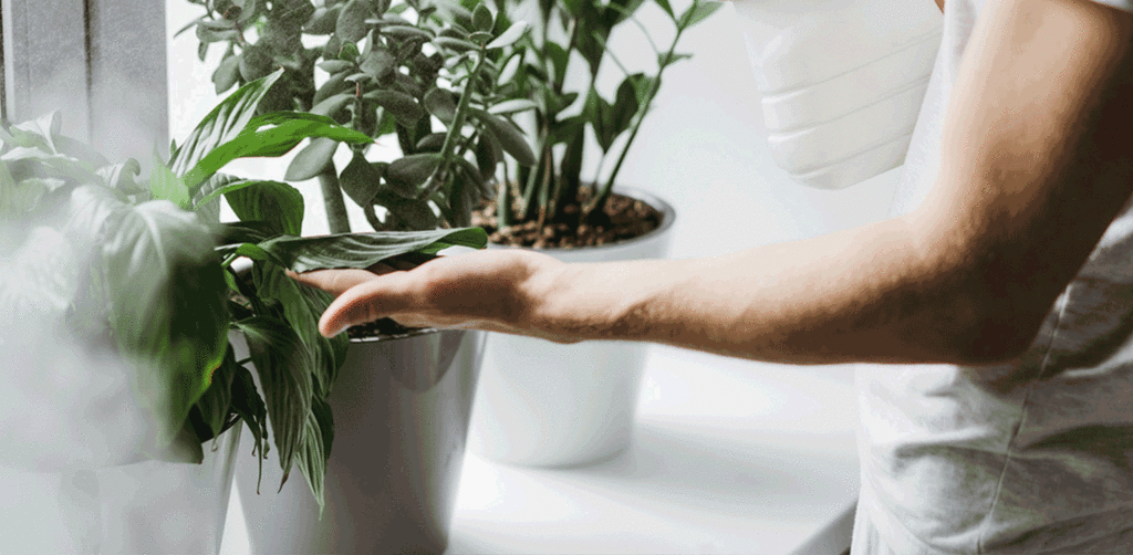 homem tocando em planta