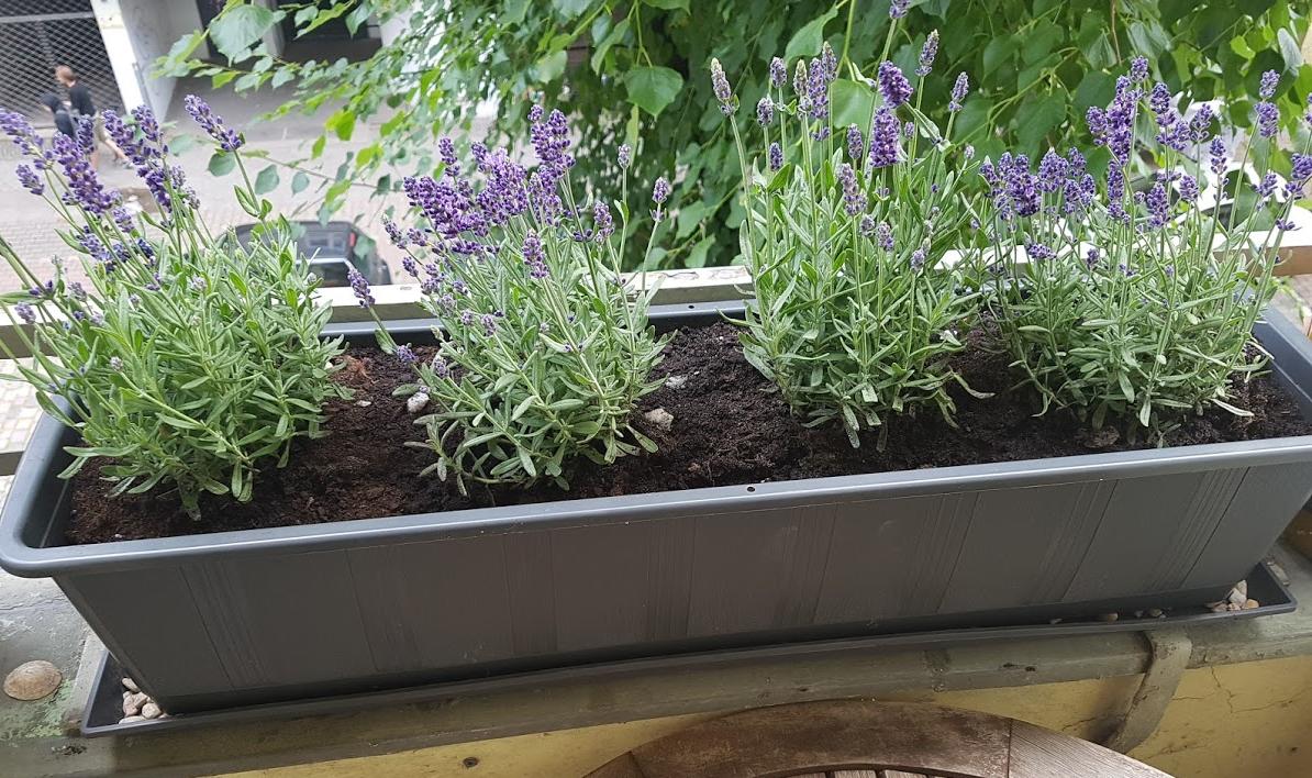 jardineira com lavanda em varanda