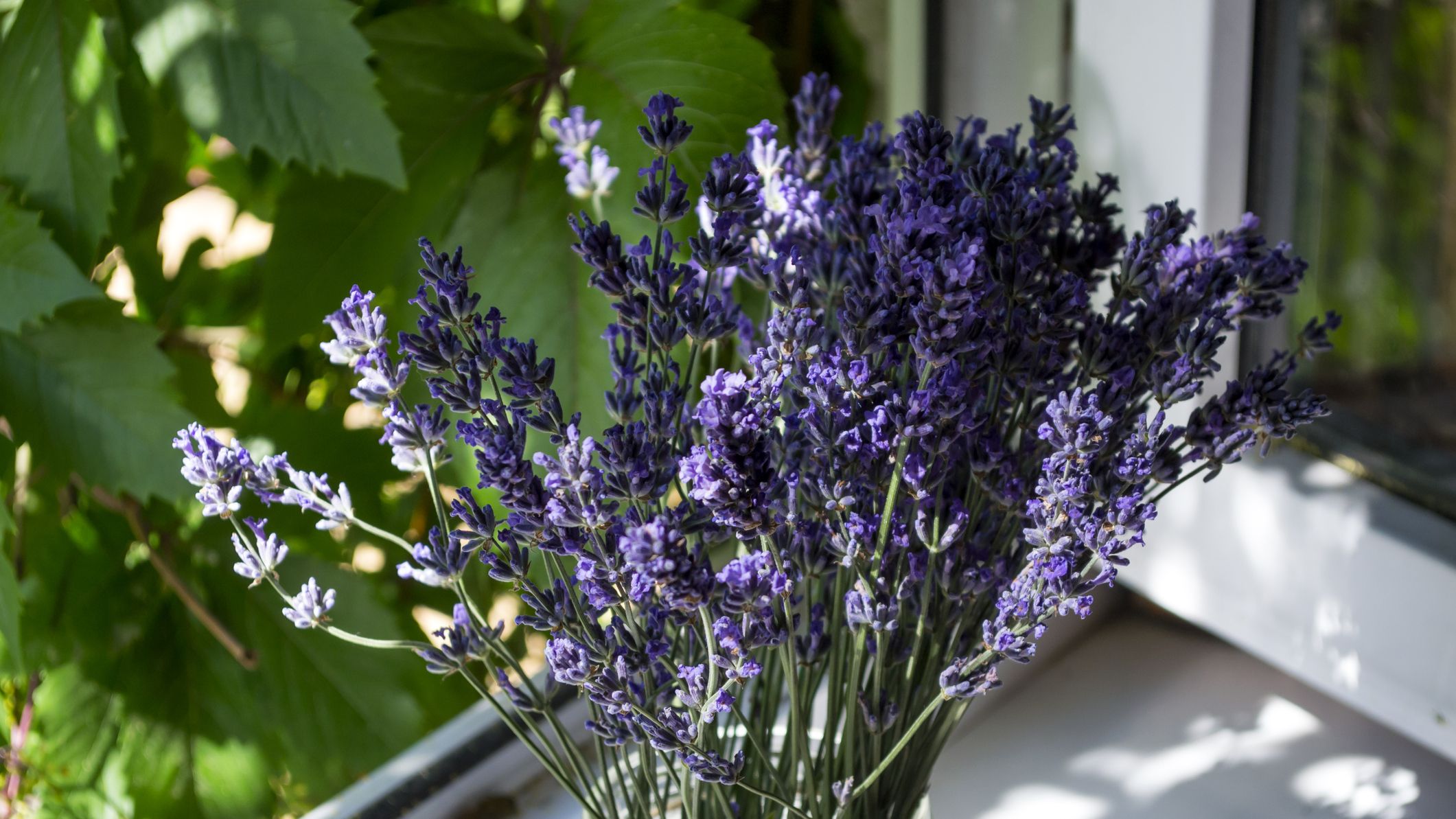 lavanda em janela