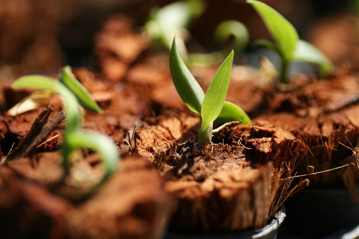 mudas de orquídeas por sementes