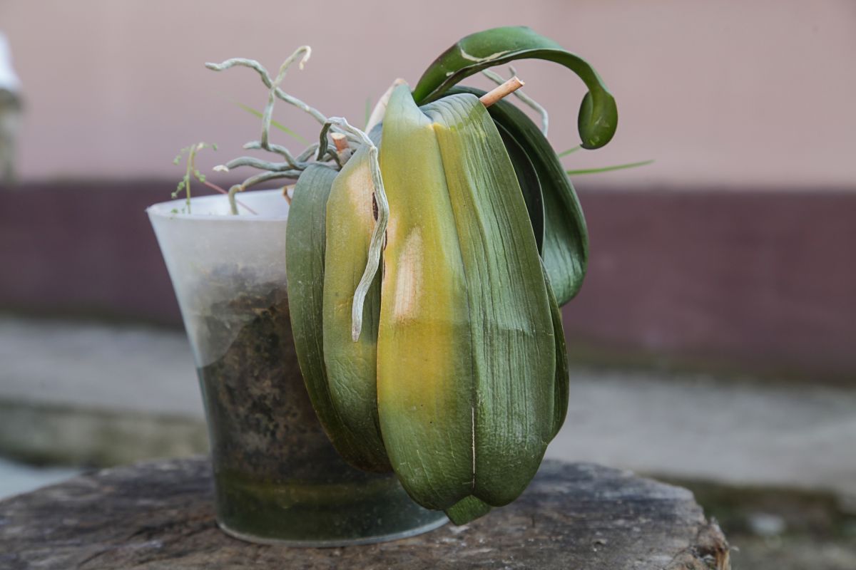 orquídea morrendo