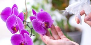 pessoa cuidando de orquídea