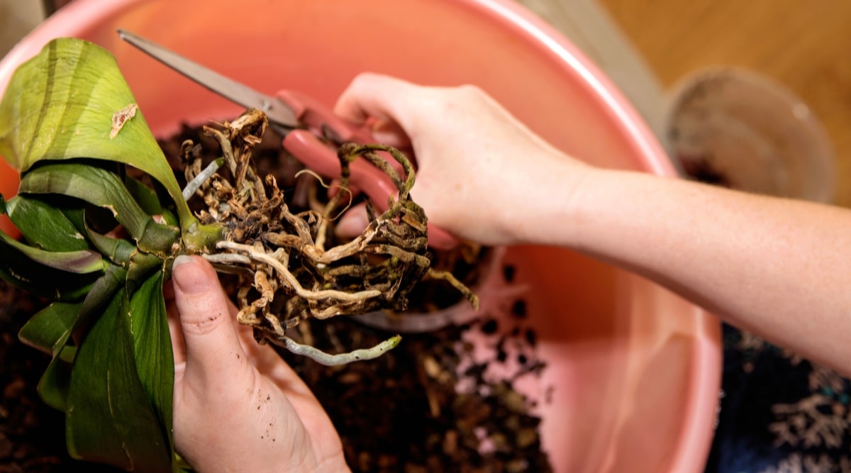 pessoa resolvendo podridão de raiz em orquídea