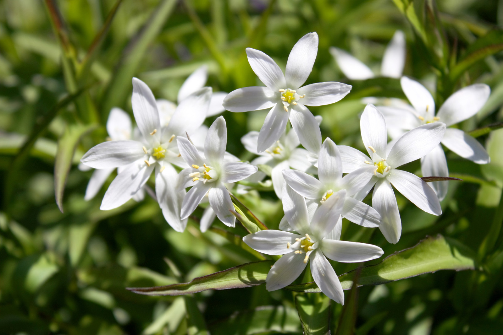 planta estrela-de-Belém