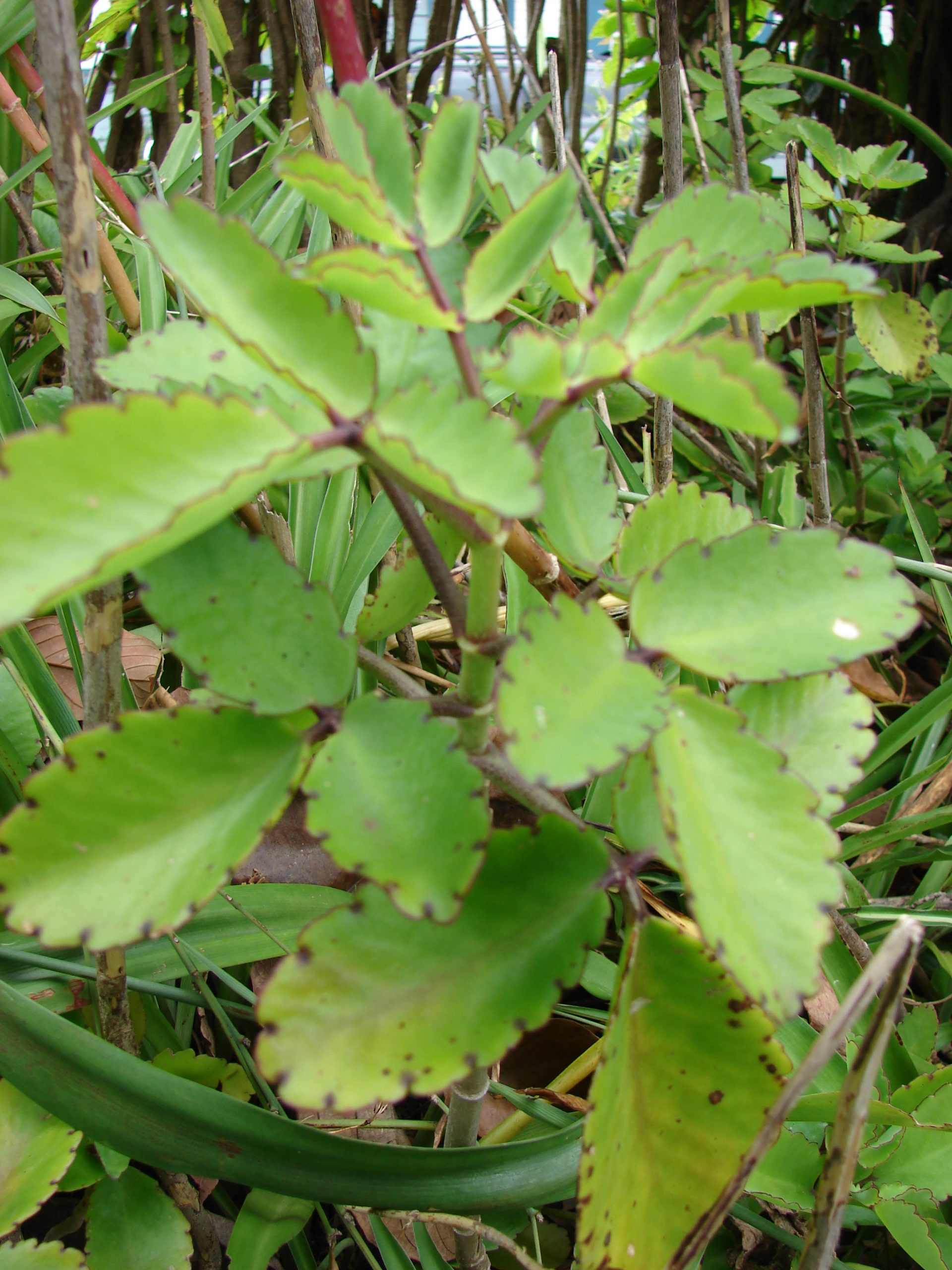 planta flor-da-fortuna