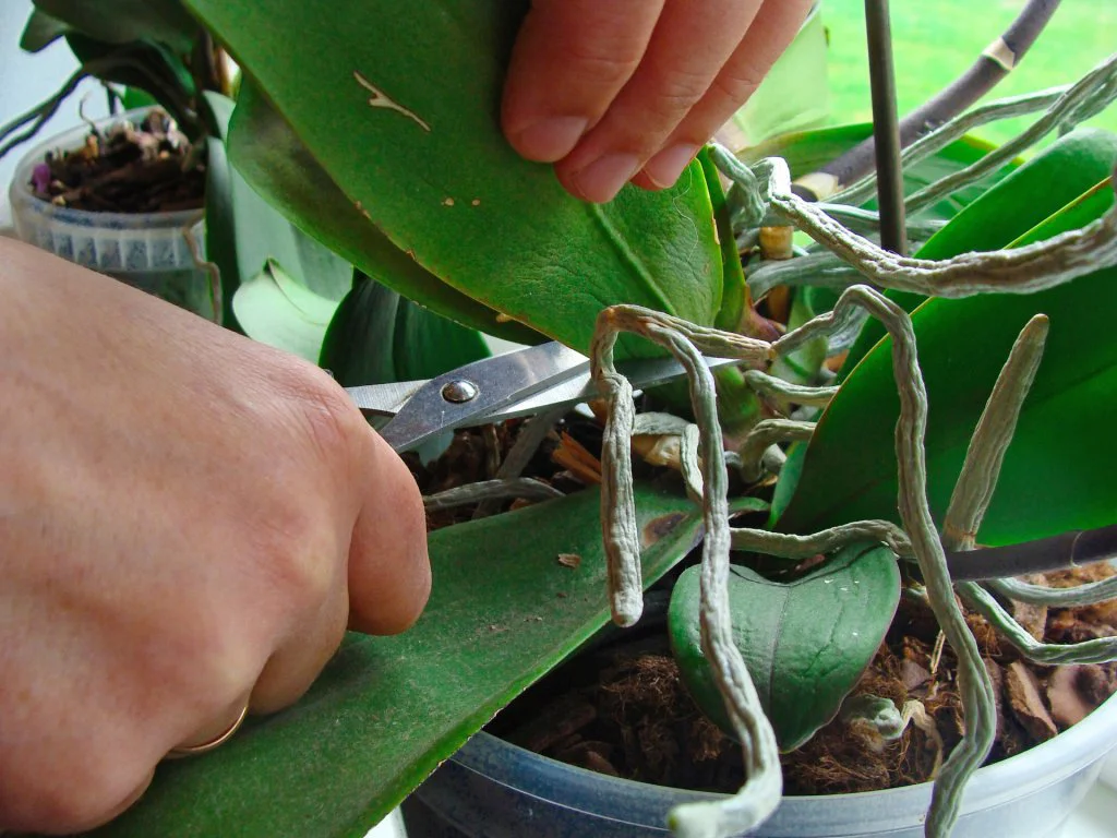 poda de folhas das orquídeas