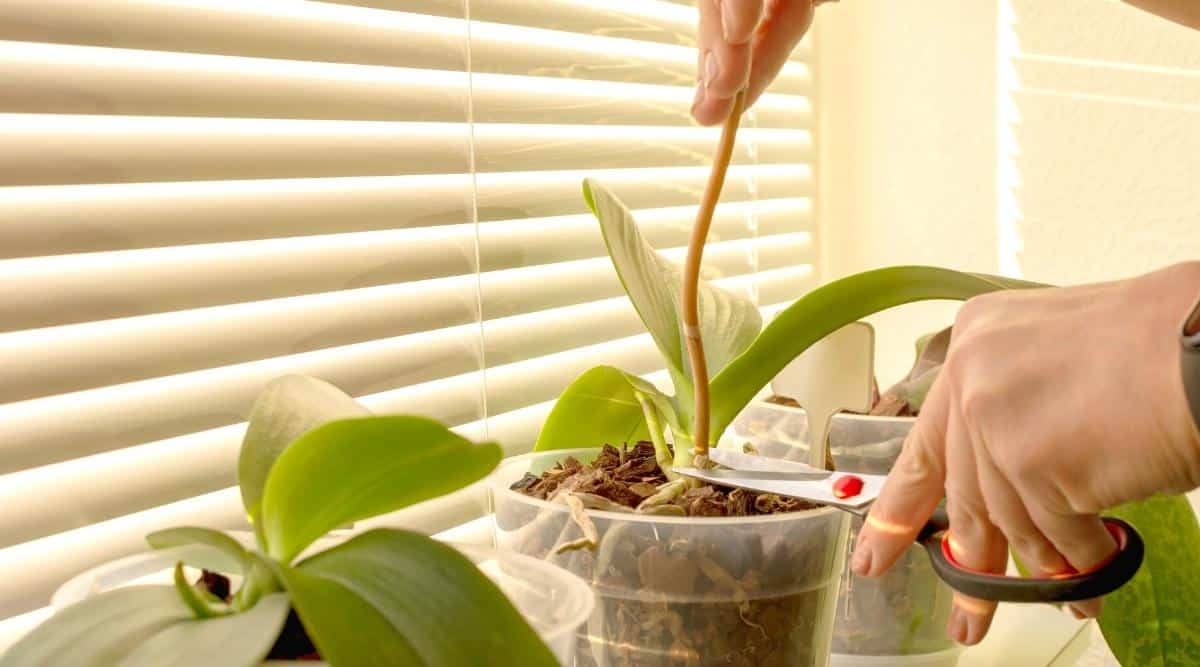 processo de poda de orquídea