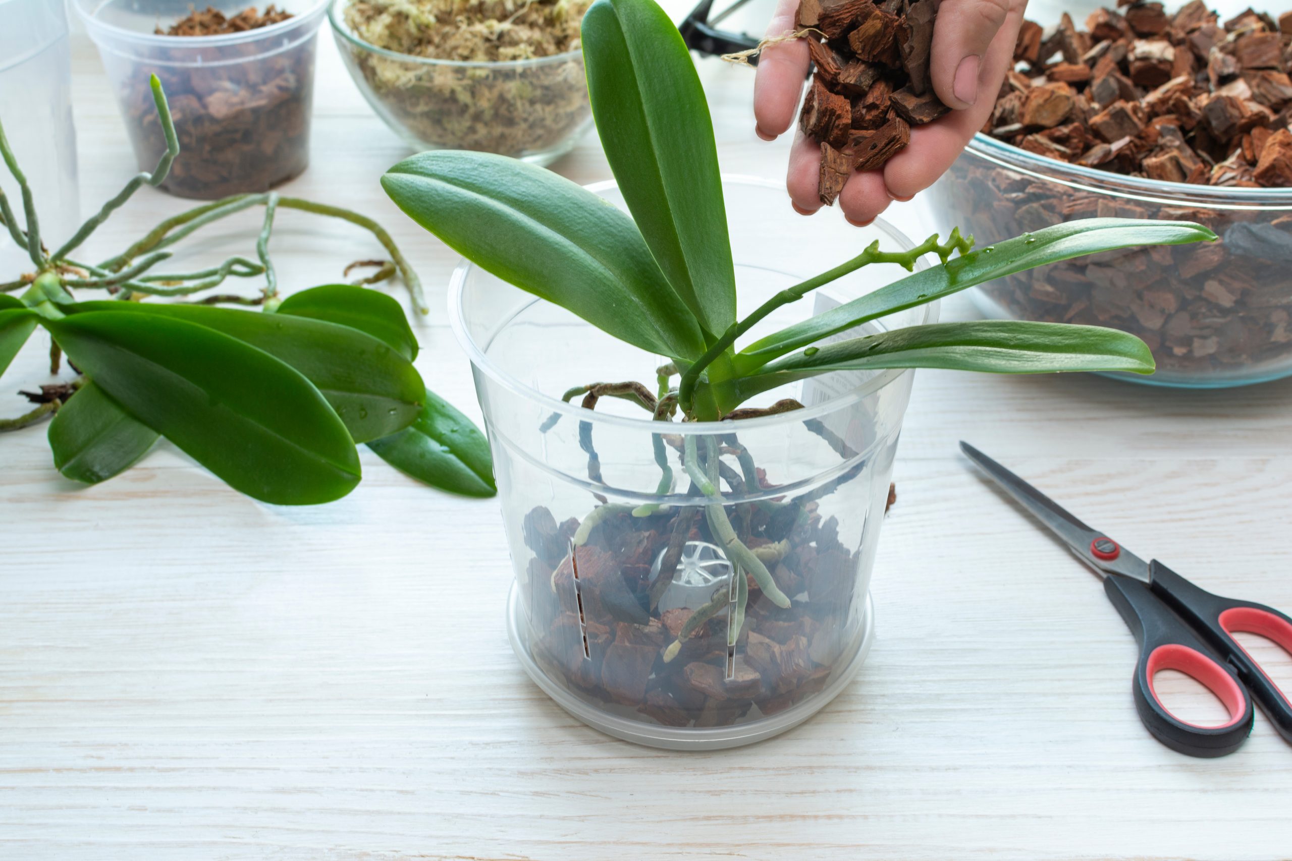 processo de replantio de orquídea