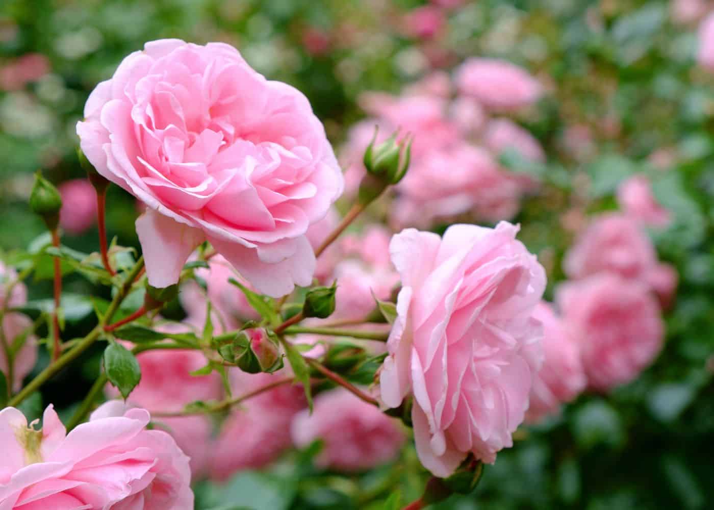 rosas cor-de-rosa