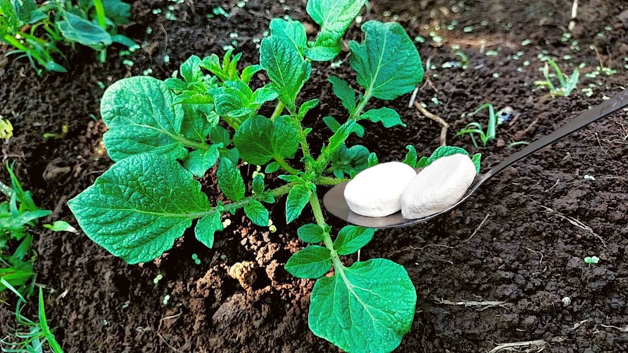 uso de levedura no jardim