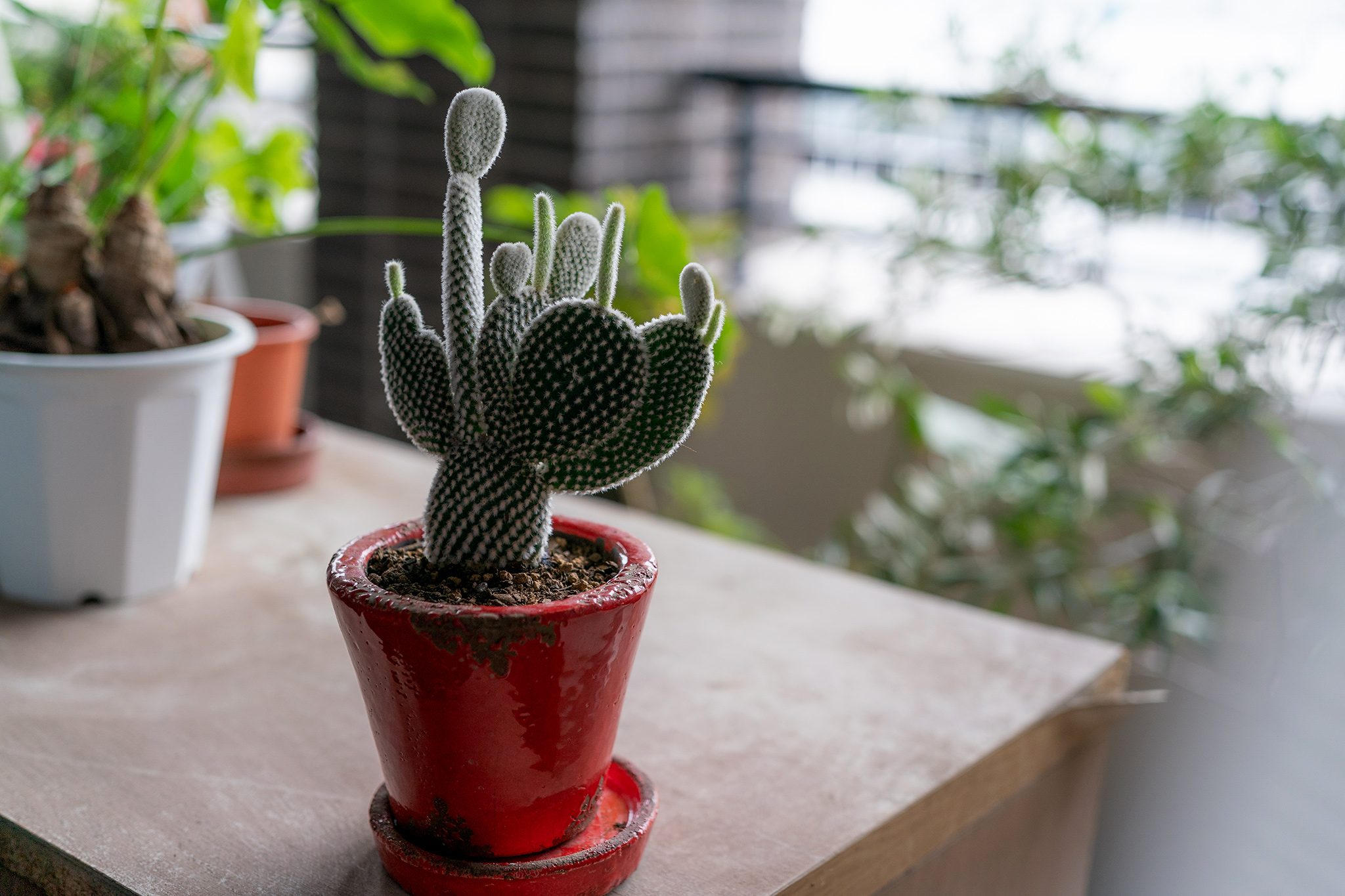 vaso-com-cacto-plantas que atraem dinheiro