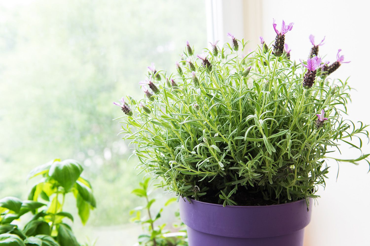 vaso com lavanda perto de janela