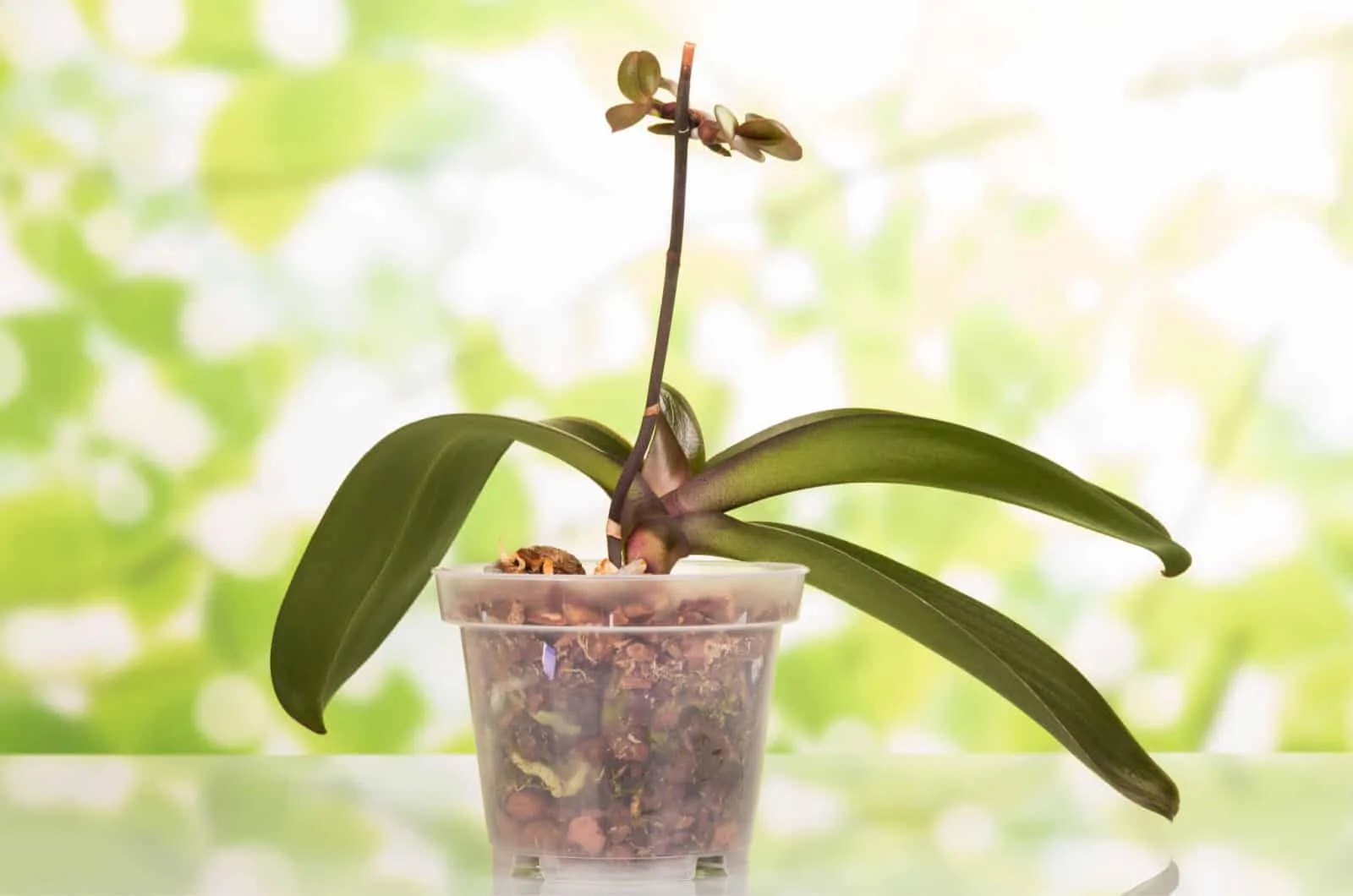 vaso com orquídea sem flores