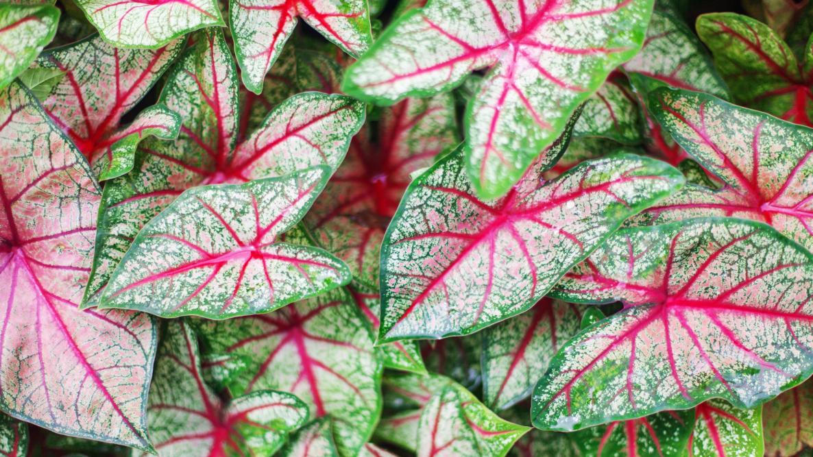 Caladiums