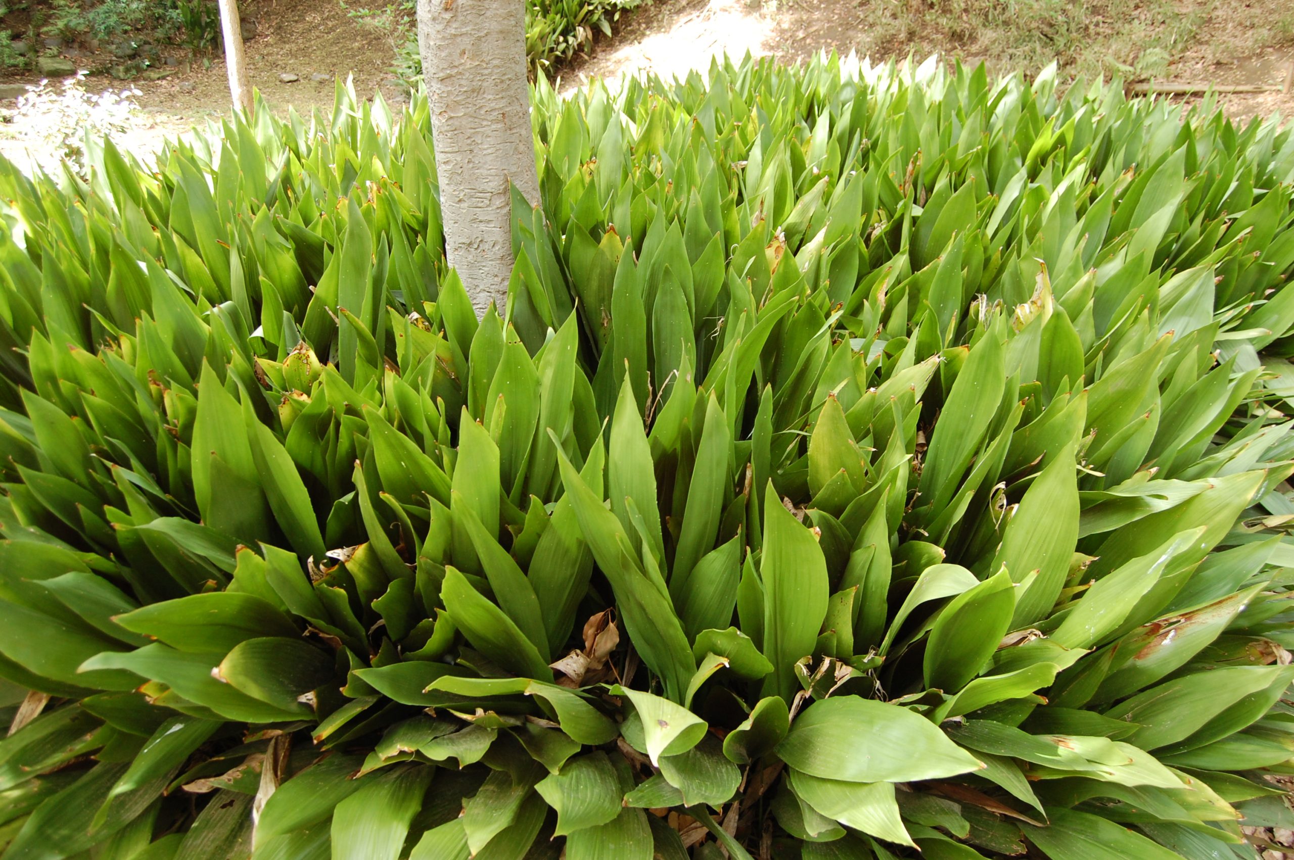 aspidistra