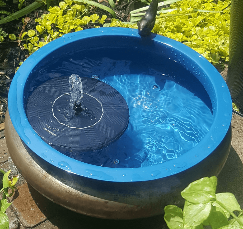 banho para pássaro com bacia azul