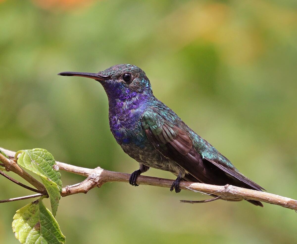 beija-flor descansado em galho