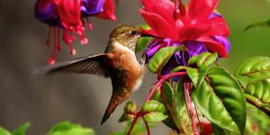 beija-flor em trepadeira brinco-de-princesa