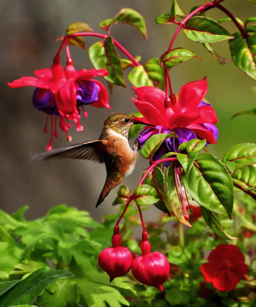 beija-flor em trepadeira brinco-de-princesa