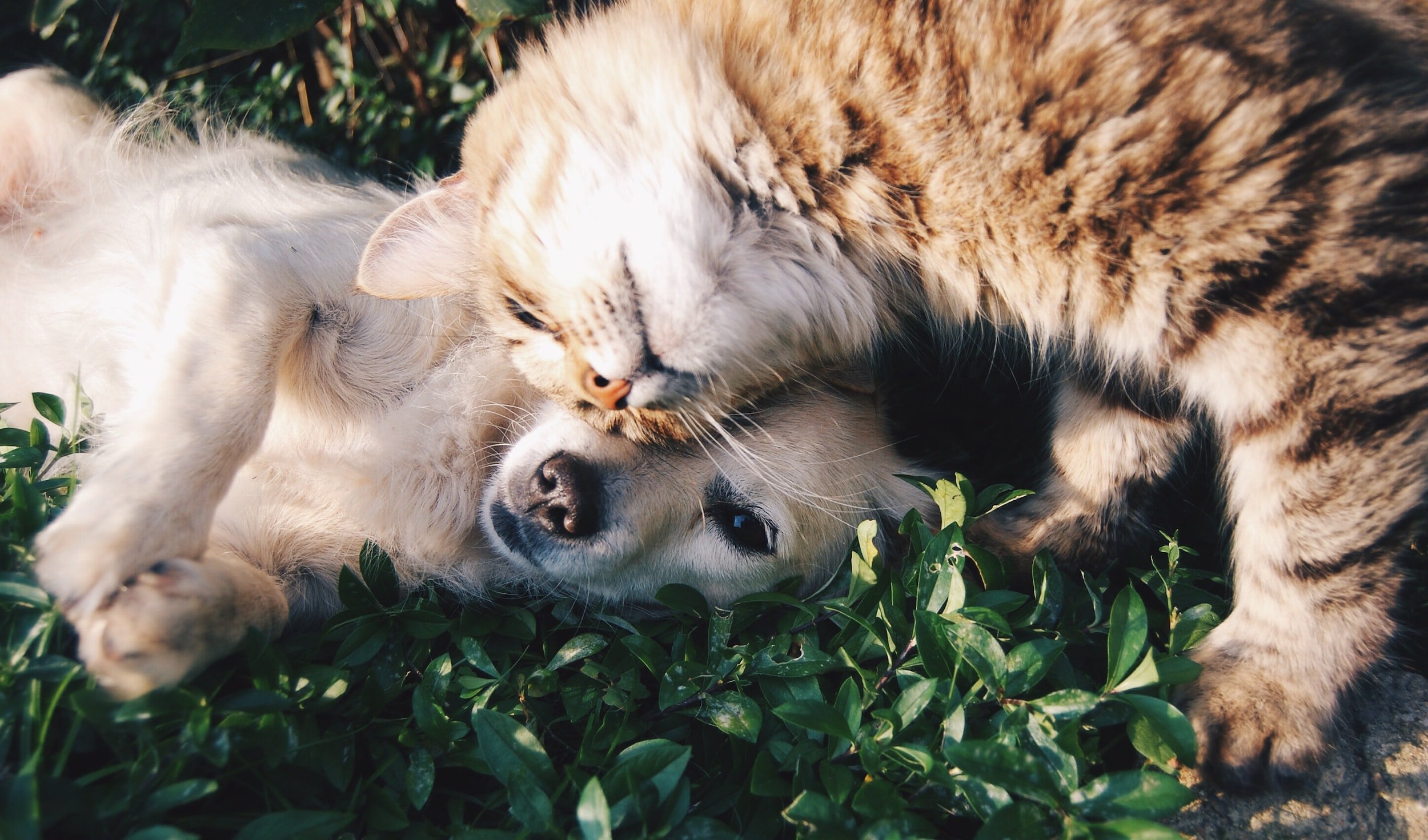 cachorro e gato juntos