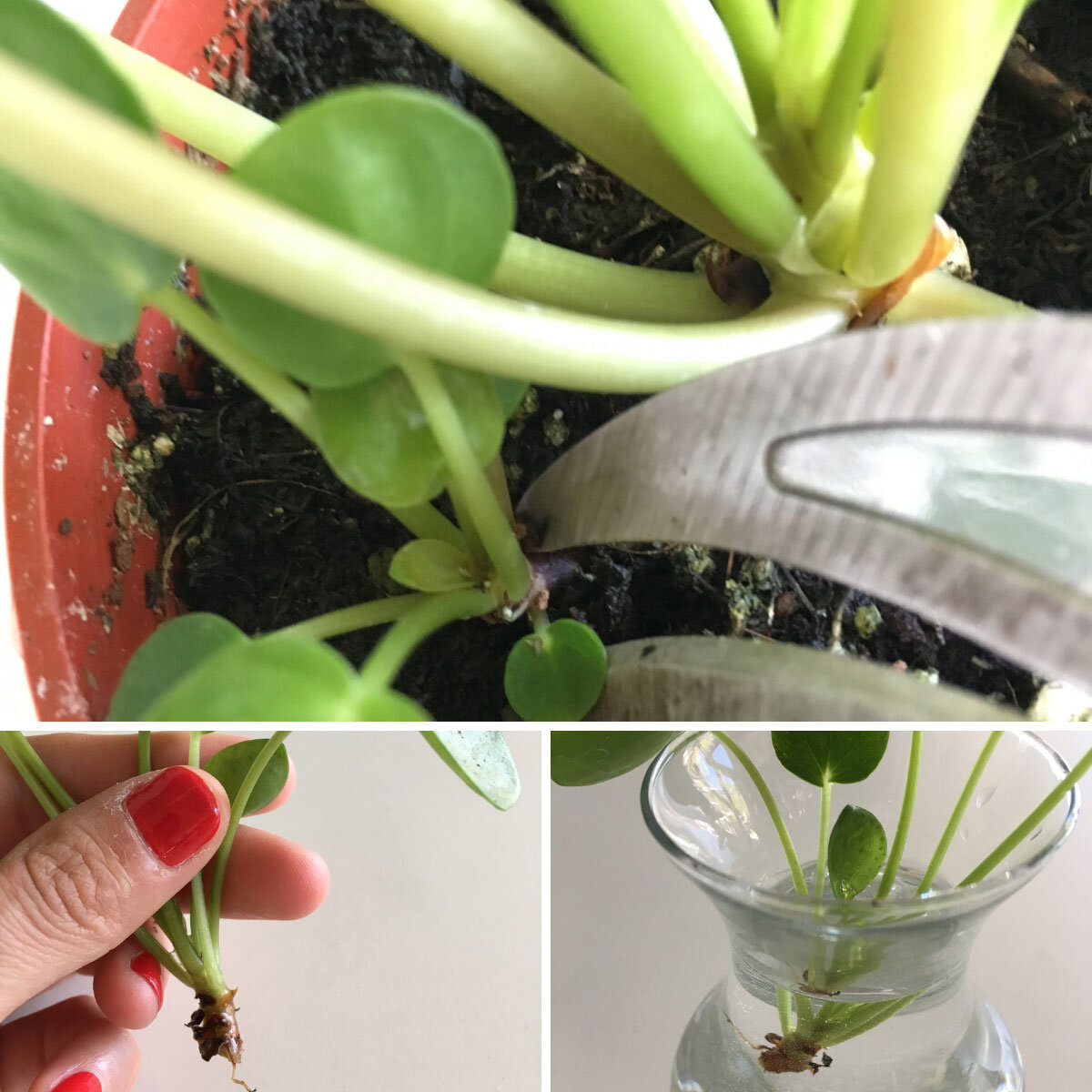 corte de pilea para fazer muda