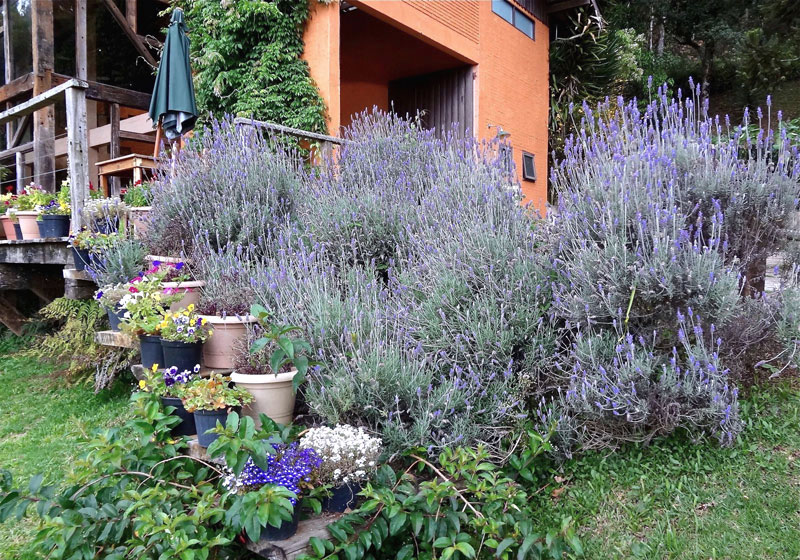 planta lavanda em área externa de casa