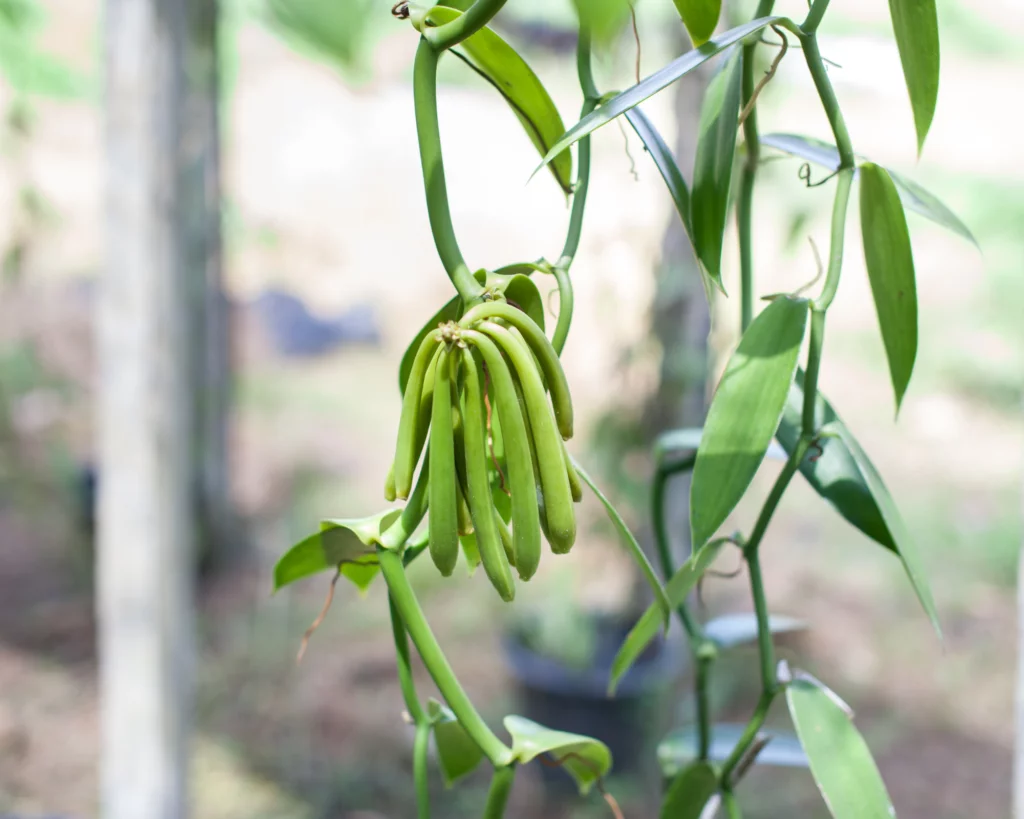 favas de baunilha em orquídea