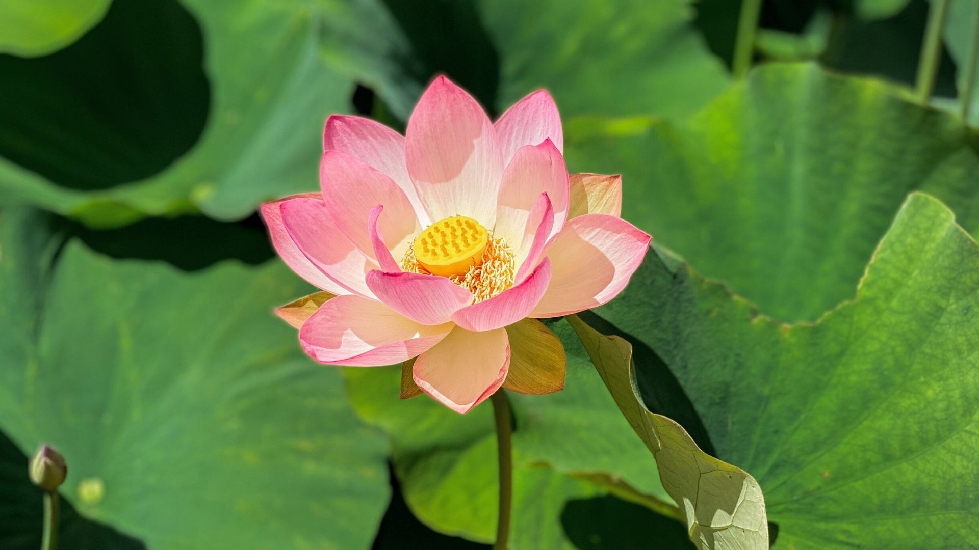 flor de lótus rosa