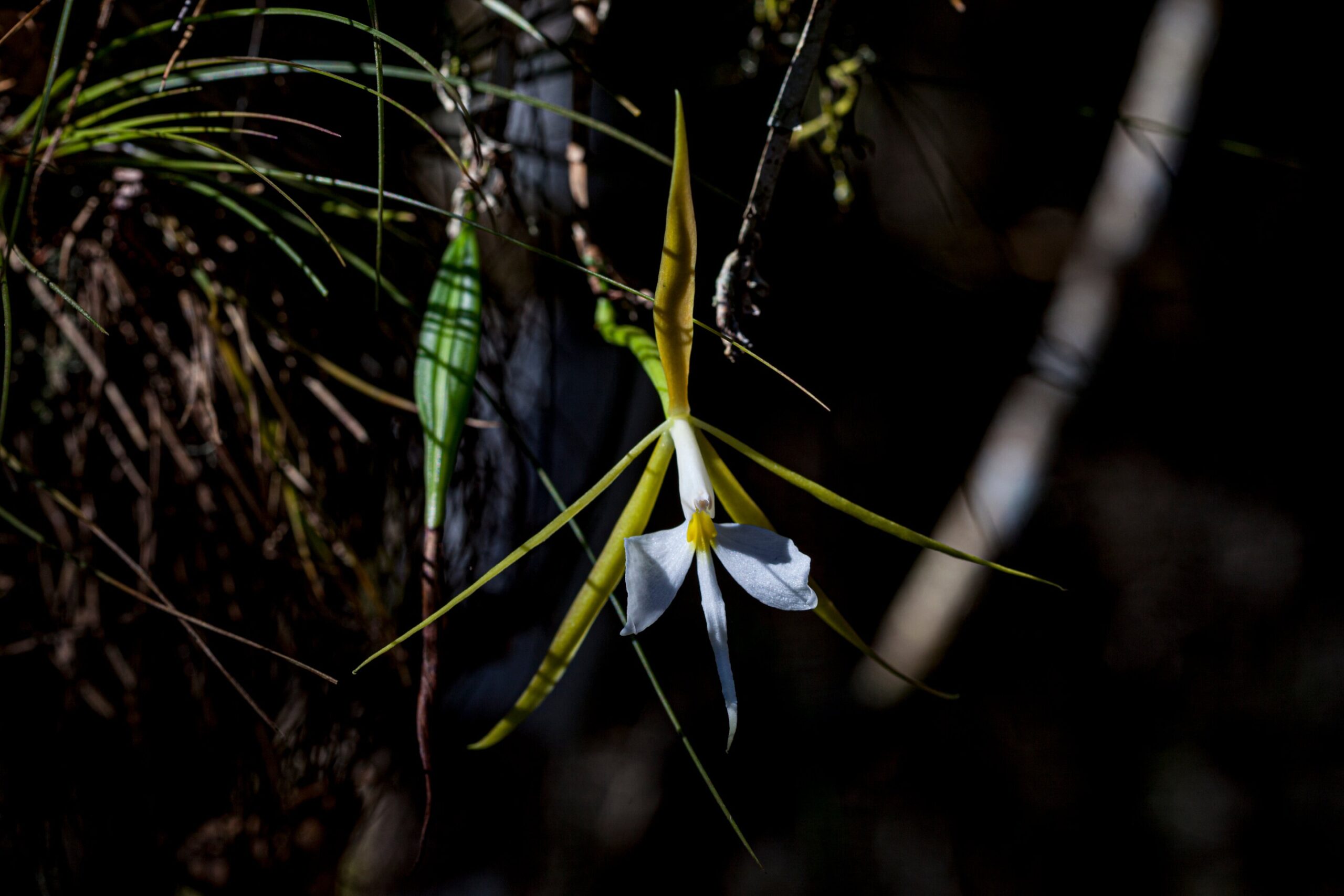 orquídea Epidendrum nocturnum