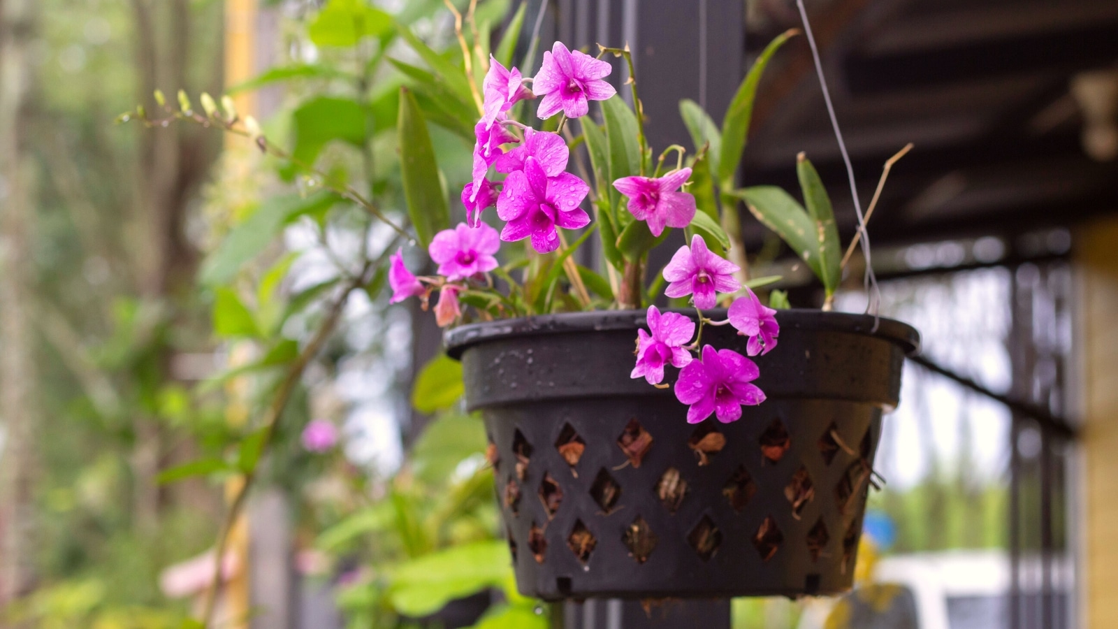 orquídea em vaso preto suspenso