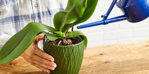 orquídea em vaso verde