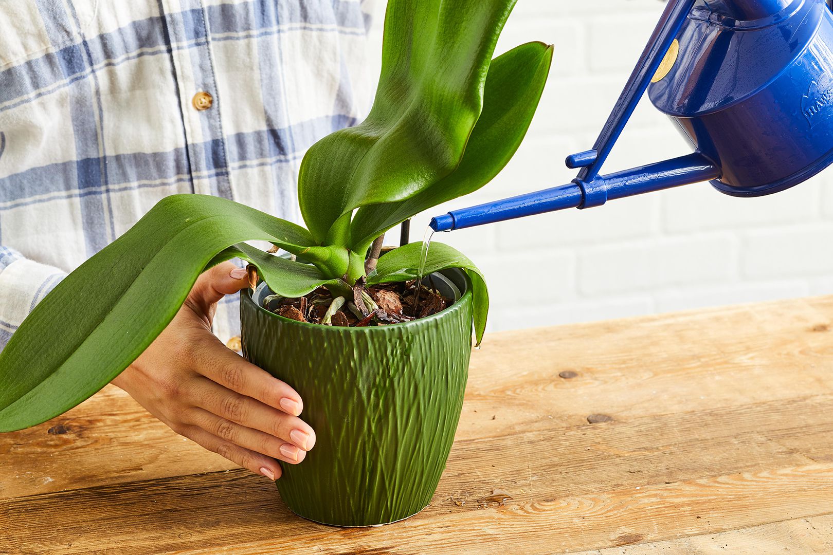 orquídea em vaso verde