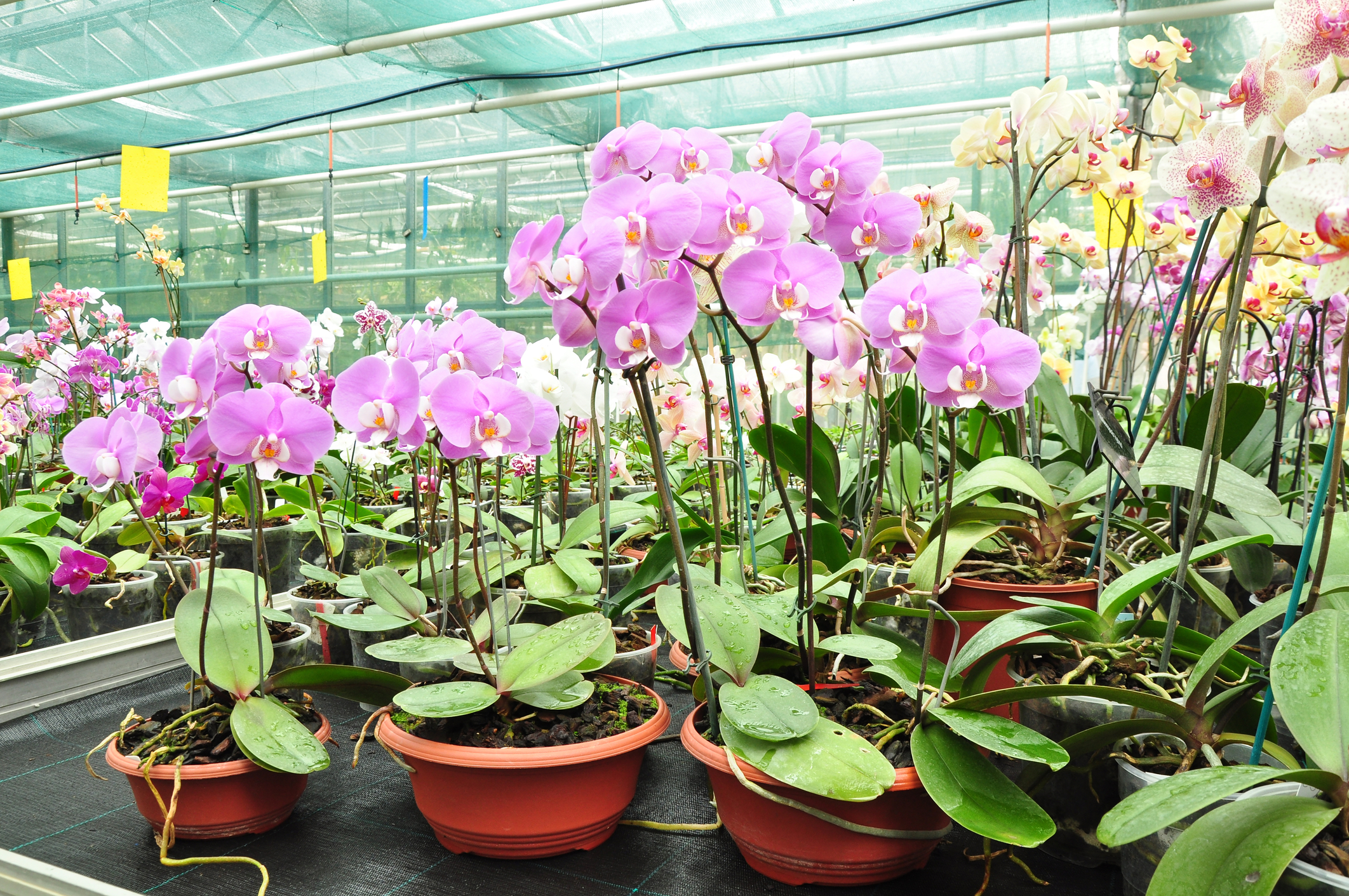 orquídeas em estufa