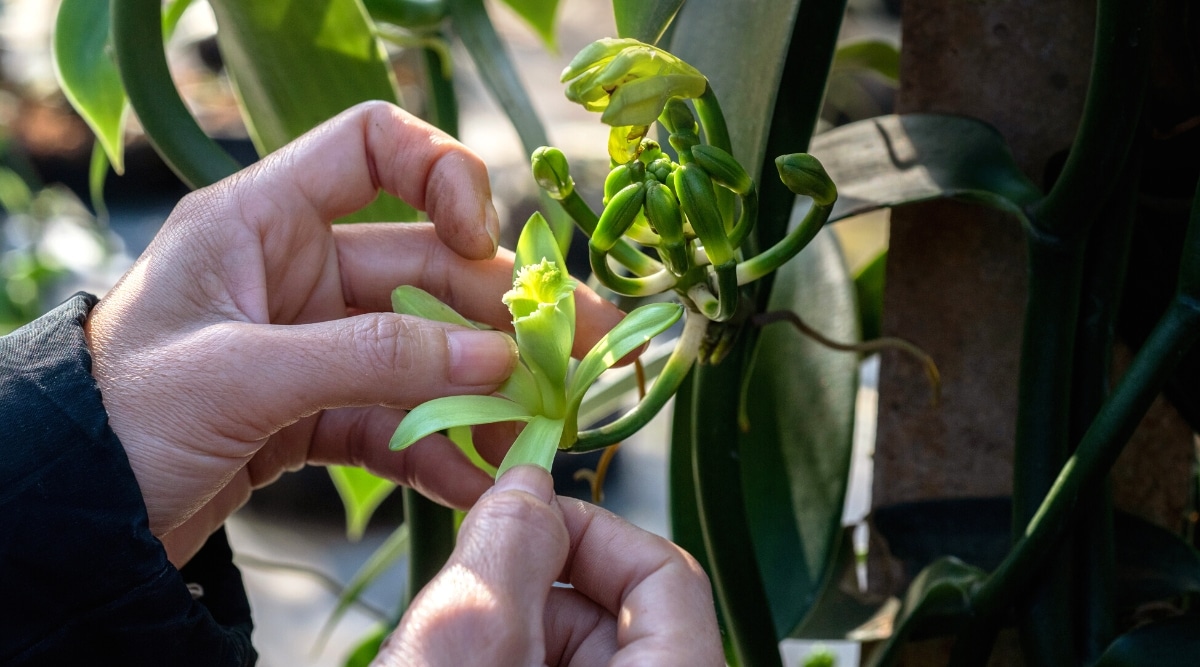 pessoa mexendo em orquídea baunilha