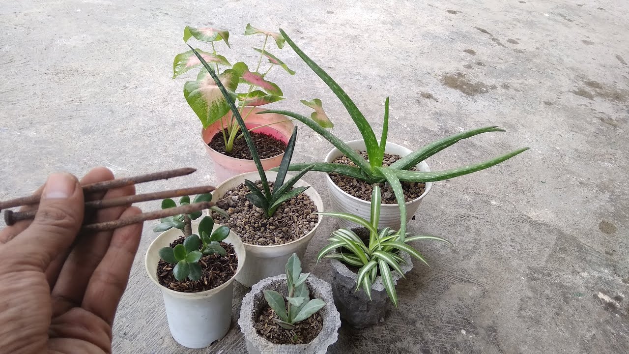 pessoa segurando pregos enferrujados para colocar em vasos de plantas