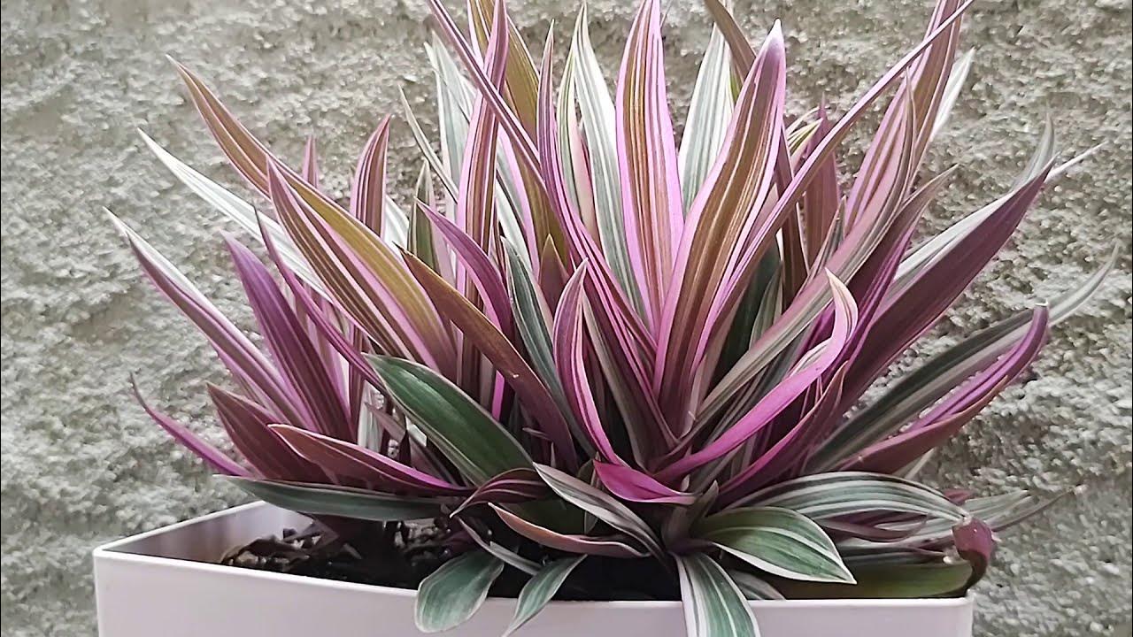 planta abacaxi-roxo em vaso