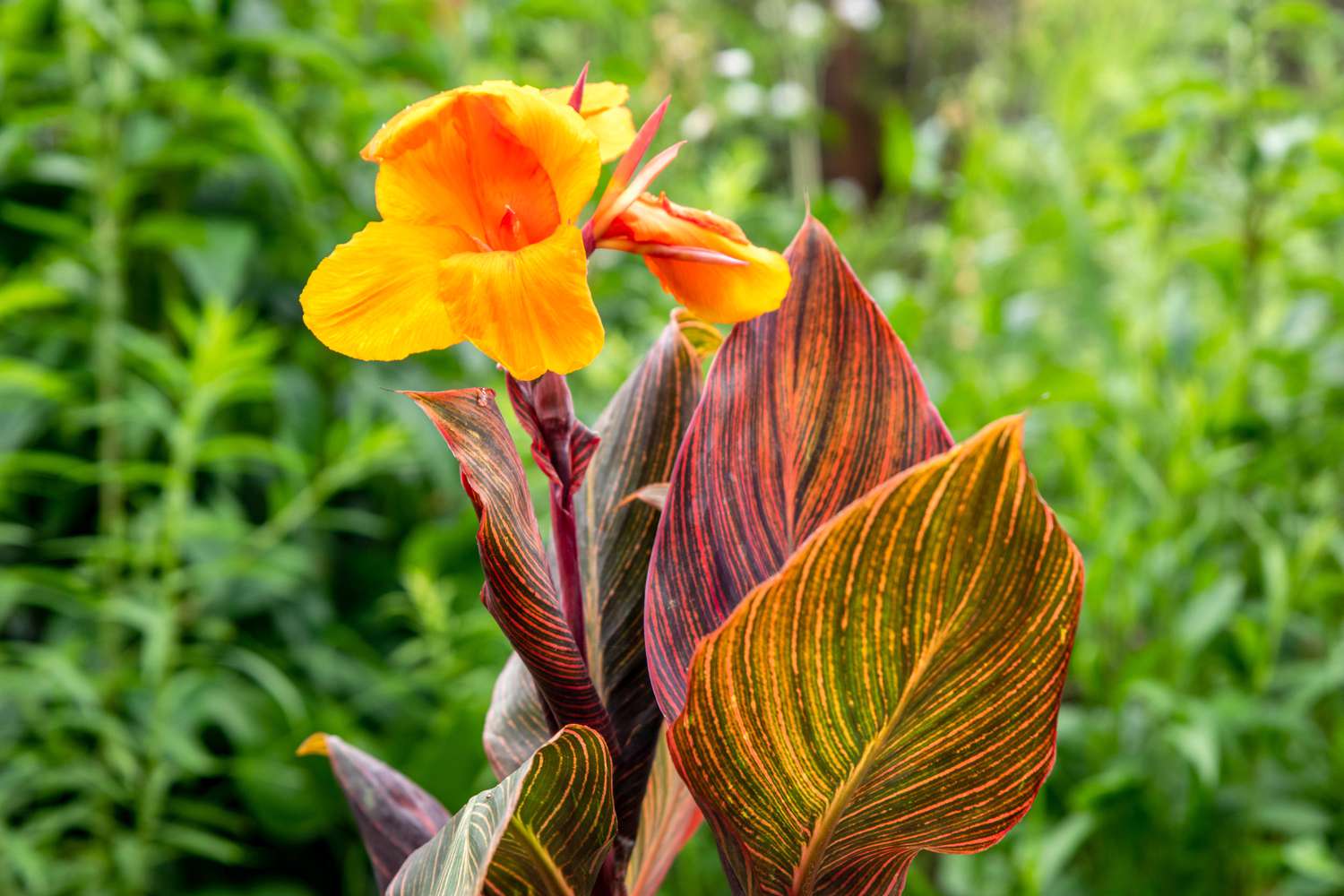 planta canna