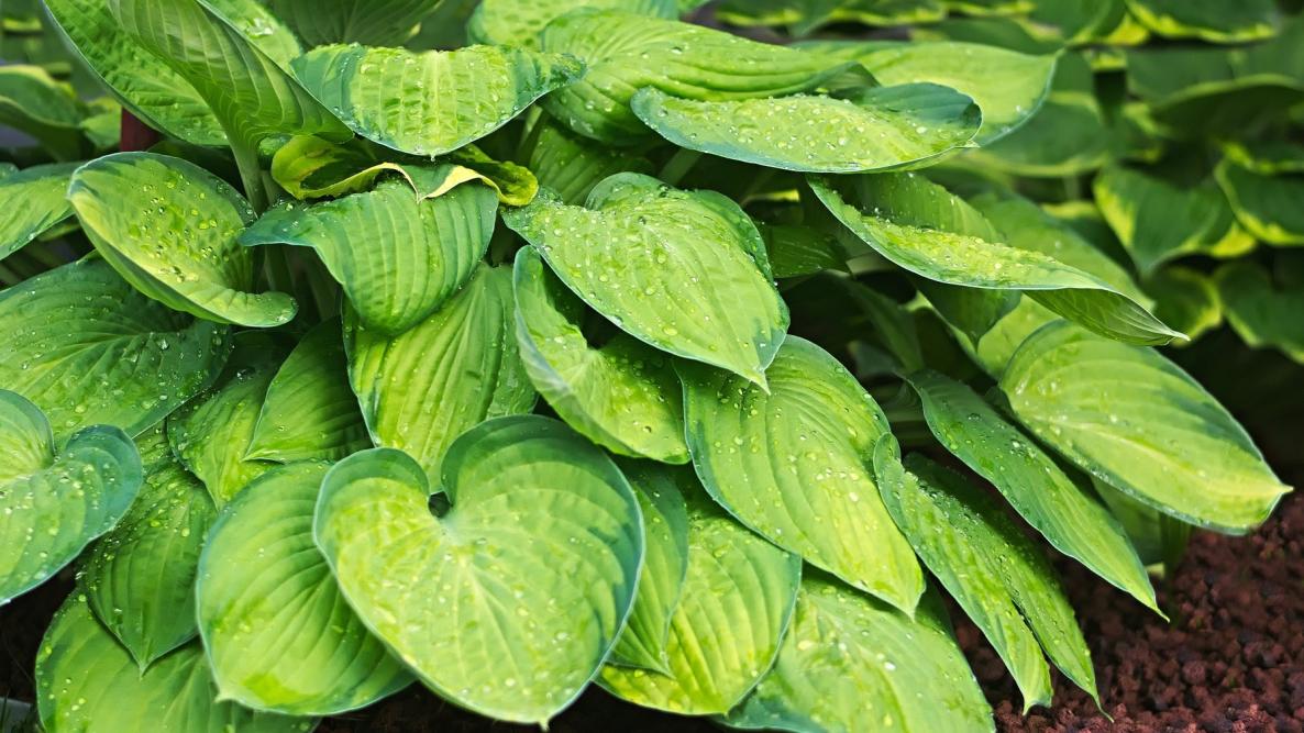 planta hosta