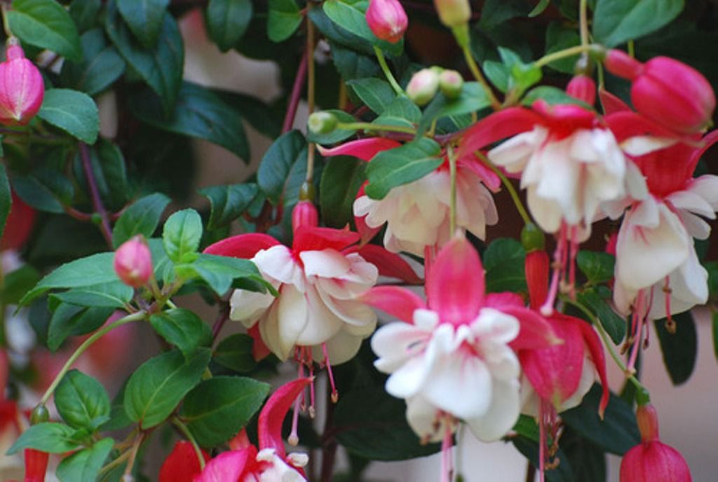 Trepadeira brinco-de-princesa: saiba os cuidados para cultivar essa planta pendente